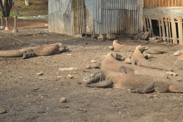 コモドドラゴンに会う方法 突発コモド国立公園旅行をしてみた 年 低血圧トラベラー